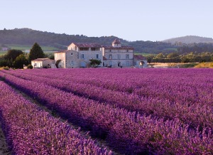 Lavendelvelden-in-Frankrijk