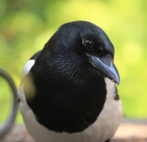 ekster_kop_erik_v_asten