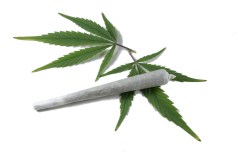 Marihuana cigarette with two cannabis leafs isolated Keywords: abuse;addict;addiction;cannabis;cigarette;close-up;detail;drug;green;habit;hashish;illegal;isolated;joint;legalize;marijuana;natural;nature;object;plant;smoke;smoking;white;white background;sativa;smoker;thc;weed;addictive